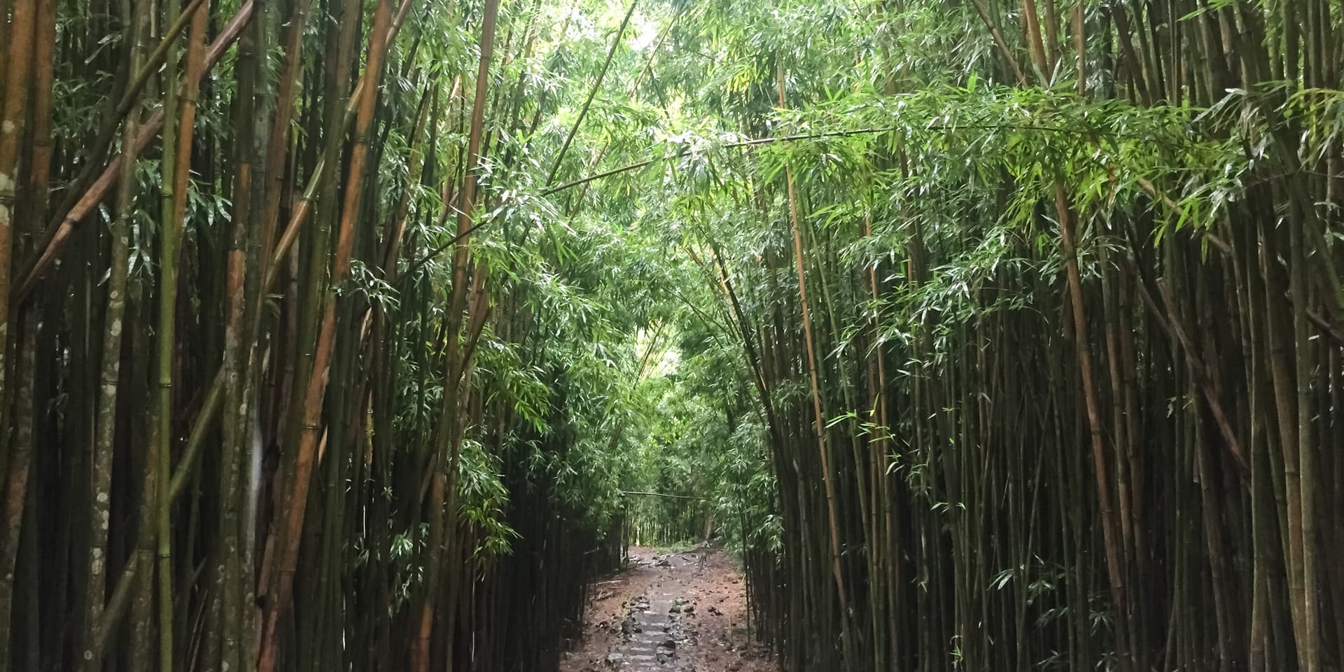 Dirt path through the bamboo forest on the Pipiwai Trail in Haleakala National Park, Maui
